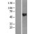 Western Blot: Asparagine synthetase Lysate [NBL1-07768] - Western Blot experiments. Left-Control; Right -Over-expression Lysate for synthetase.